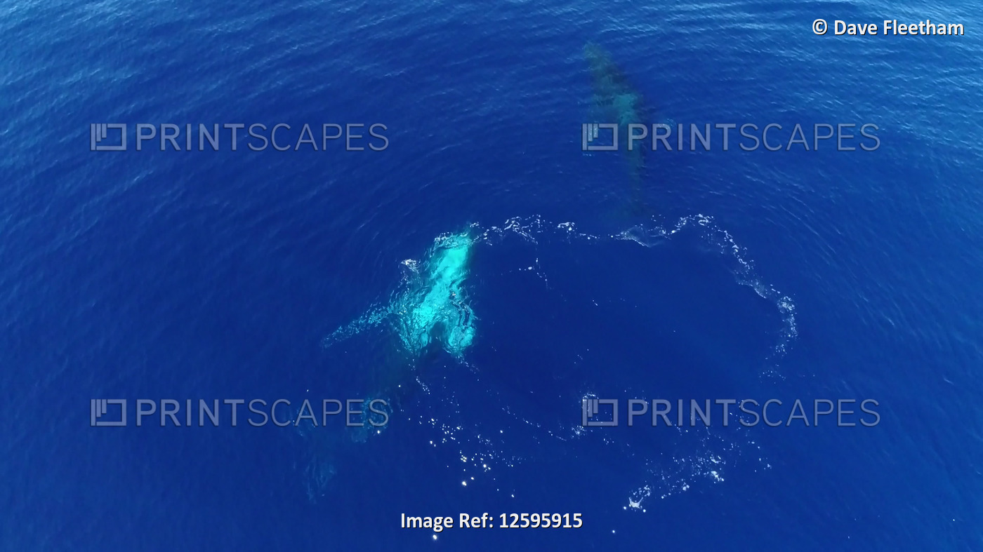 View from directly above of two Humpback whales (Megaptera novaeangliae) ...