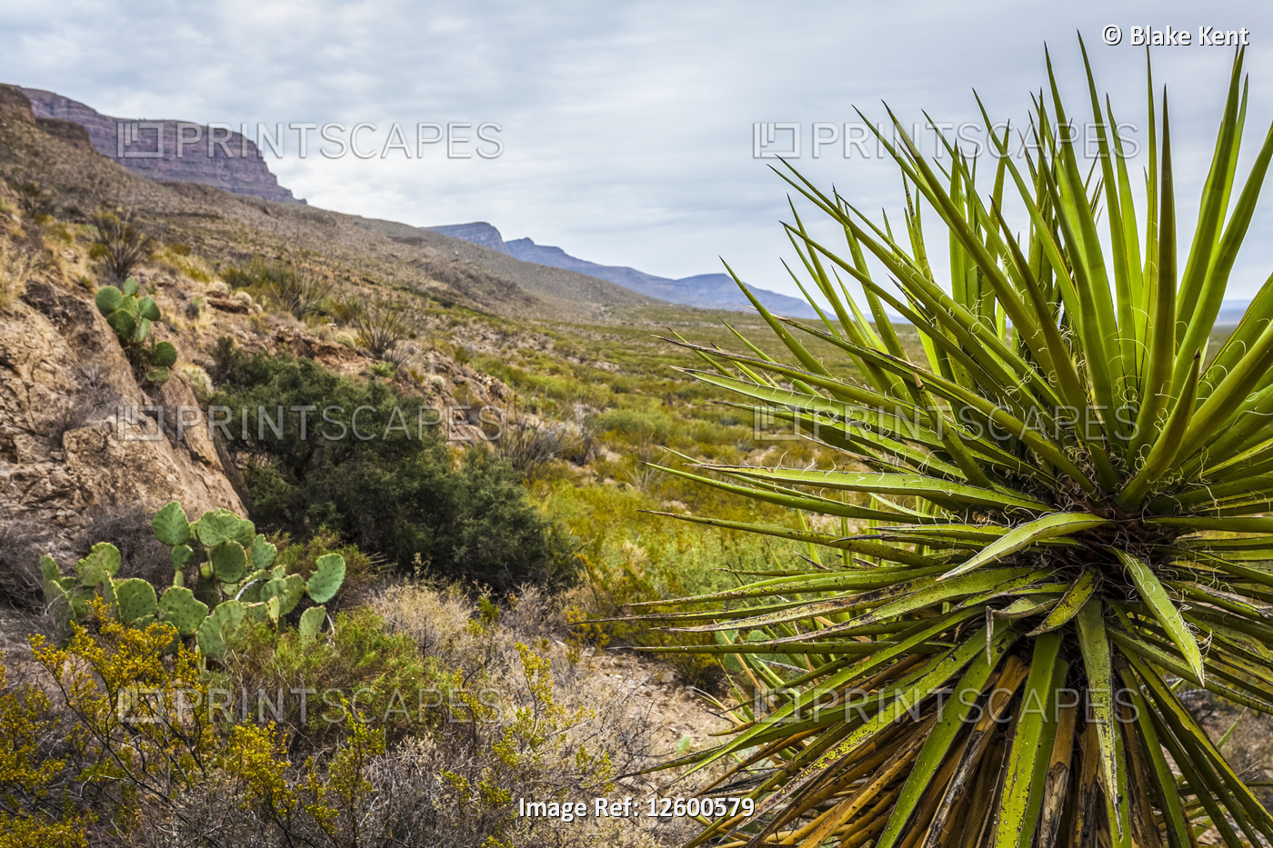 Yucca plant in the foreground on the Dog Canyon National Recreational Trail, ...