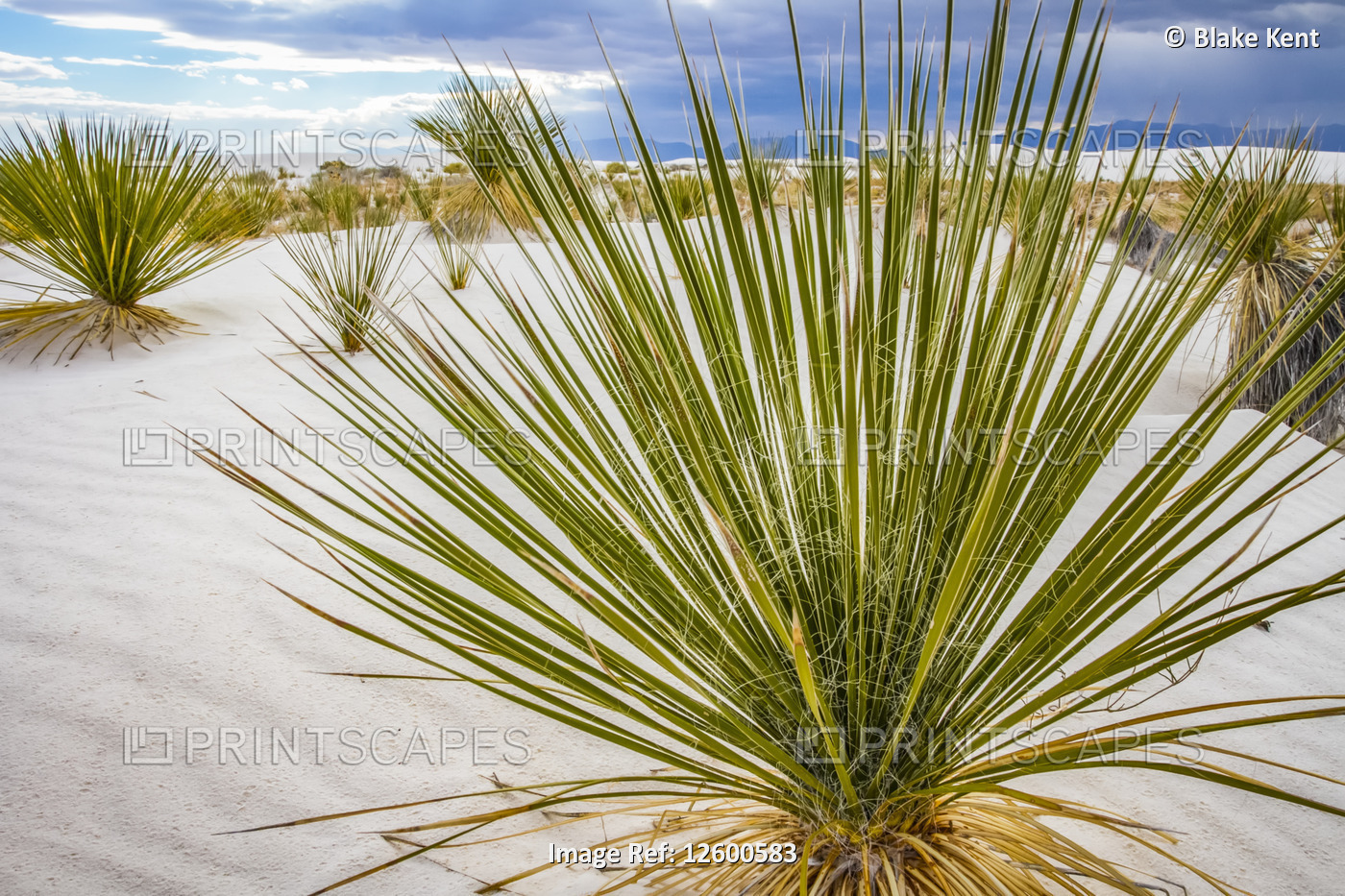 Soaptree Yucca (Yucca elata), White Sands National Monument; Alamogordo, New ...