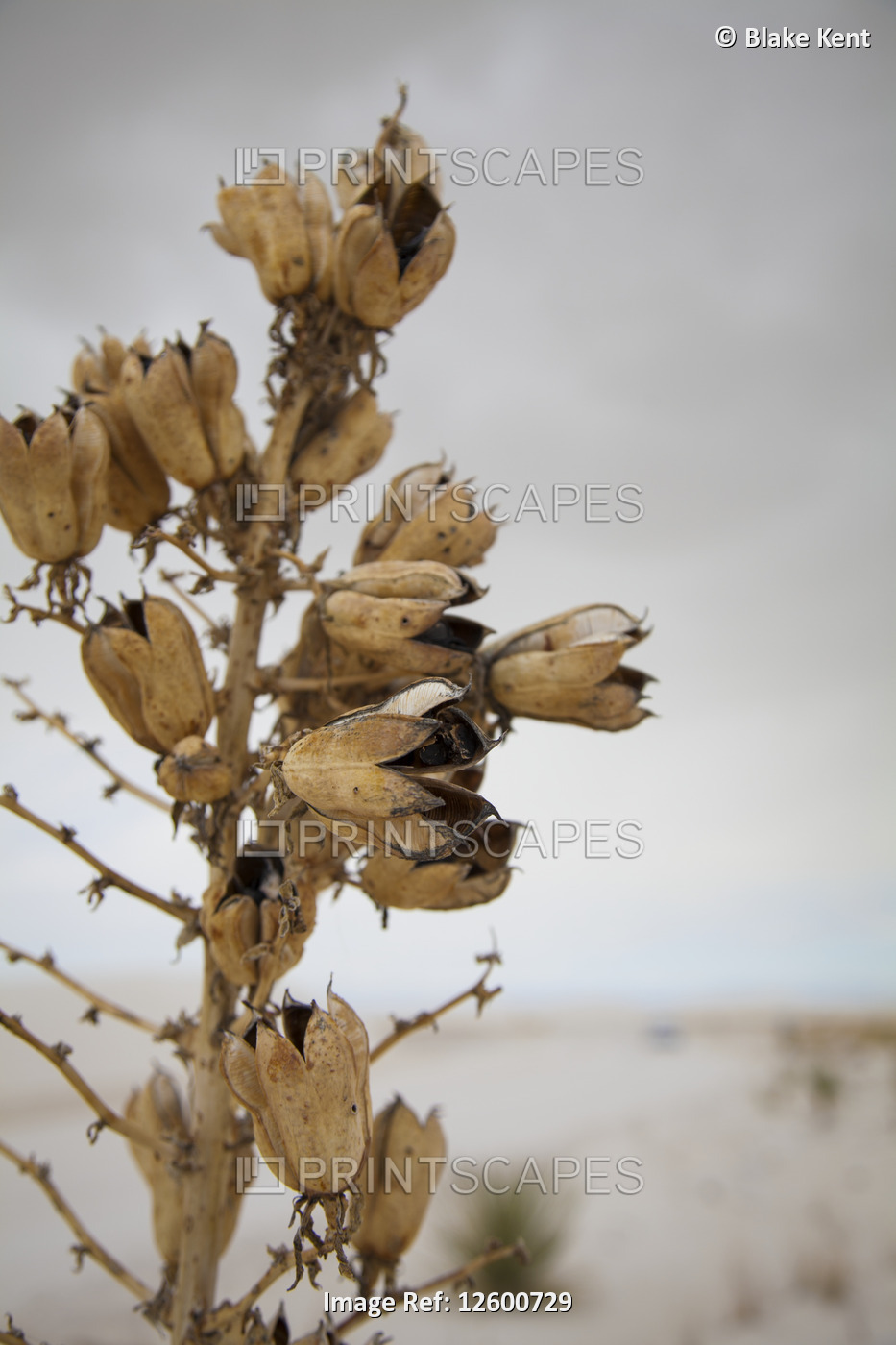 Soaptree Yucca (Yucca elata) seed pods, White Sands National Monument; ...