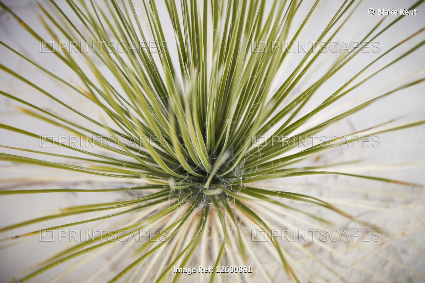Overhead view of a Soaptree yucca (Yucca elata), White Sands National Monument; ...
