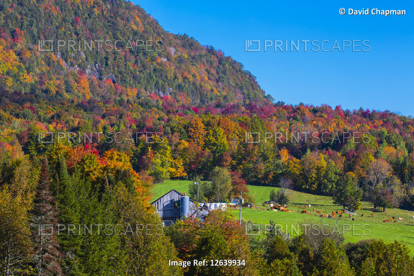 Autumn forest and mountains with vibrant colours, barn and cows in a field; ...