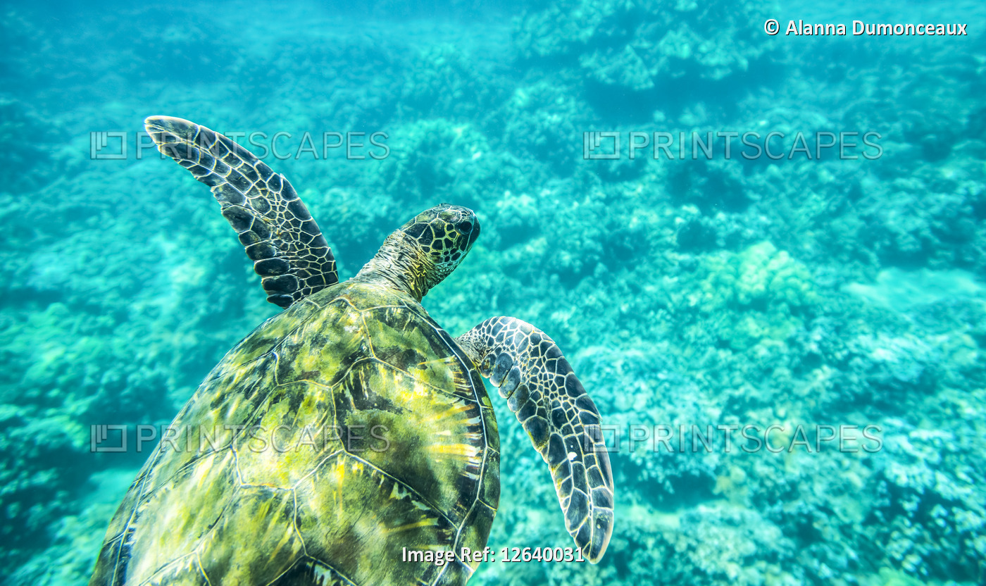 A young sea turtle (Chelonia mydas) swims underwater; Maui, Hawaii, United ...
