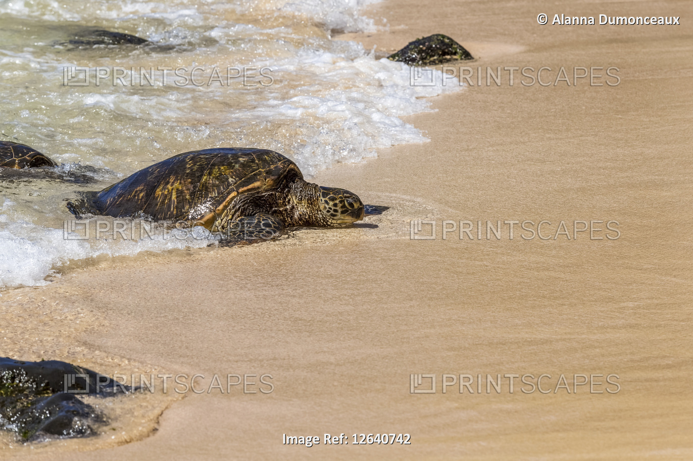 Endangered Green sea turtles (Chelonia mydas) emerge from the surf to sunbathe ...