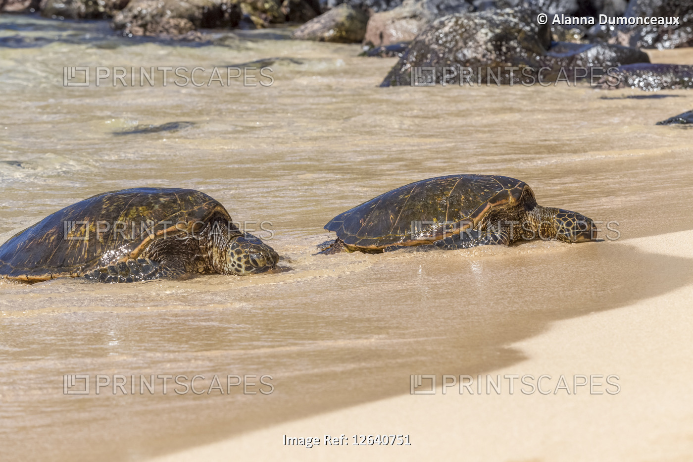 Endangered Green sea turtles (Chelonia mydas) emerge from the surf to sunbathe ...