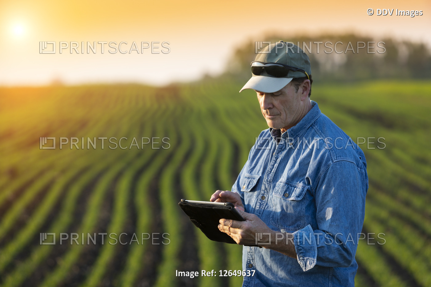 A farmer stands beside a farm field using a tablet; Alberta, Canada