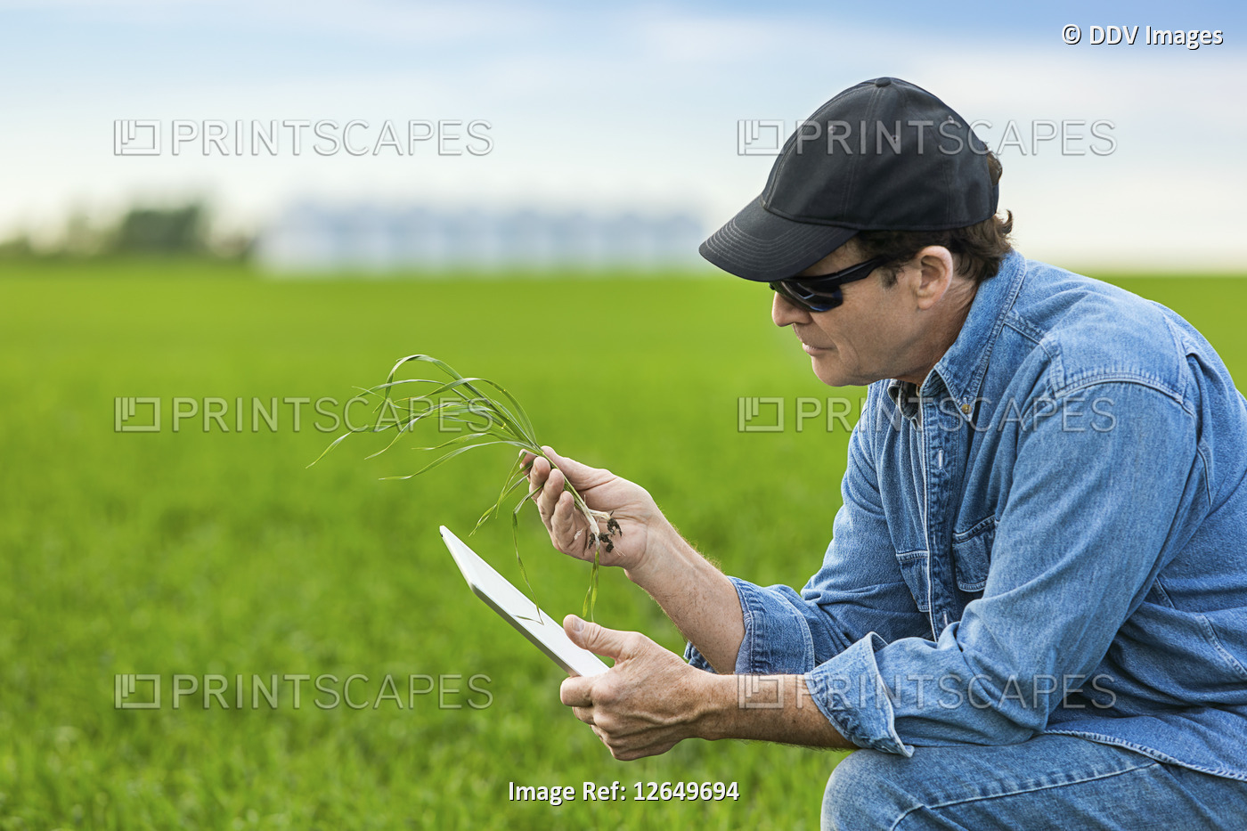 Farmer holding a seedling in his hand while using a tablet with a farm field ...