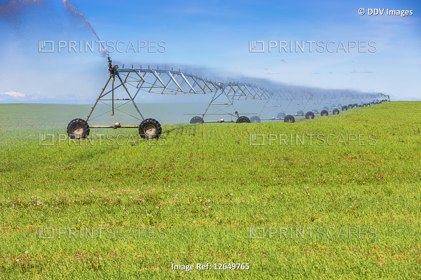 Irrigation equipment spraying water on a growing crop on farmland; Alberta, ...