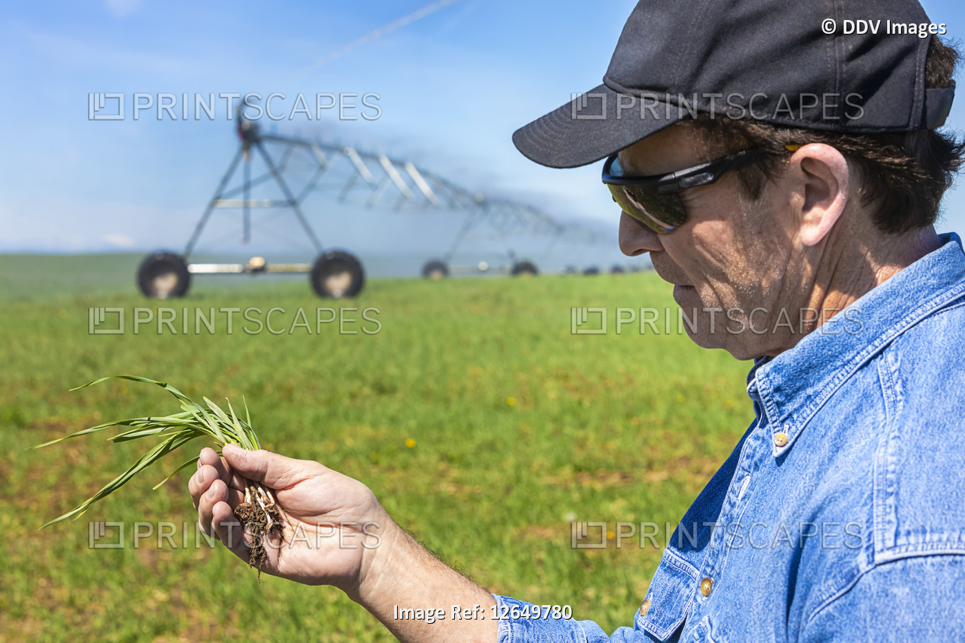 Farmer holding a seedling in his hand on an irrigated farm field; Alberta, ...