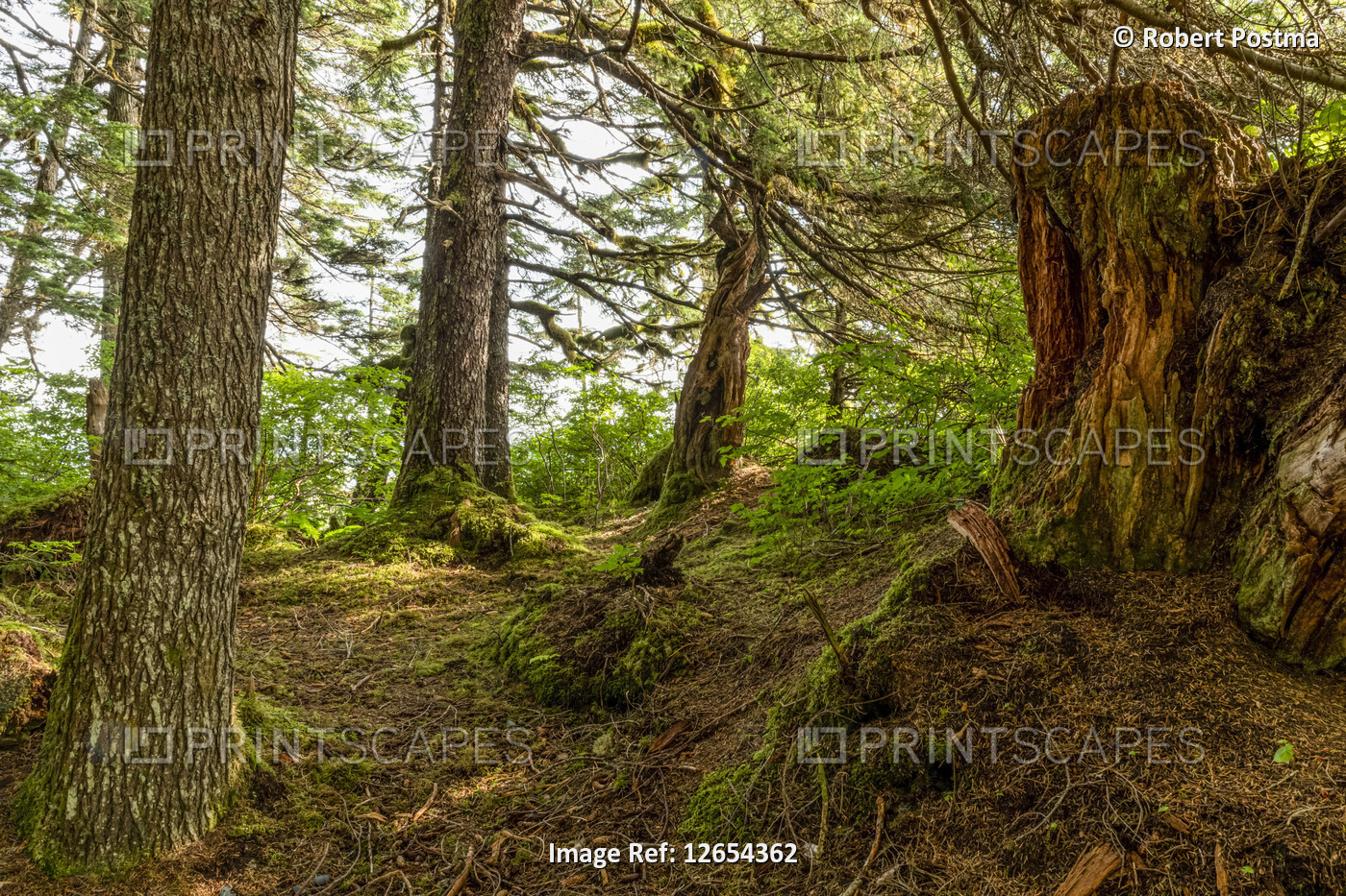 Rainforest of Prince William Sound; Alaska, United States of America