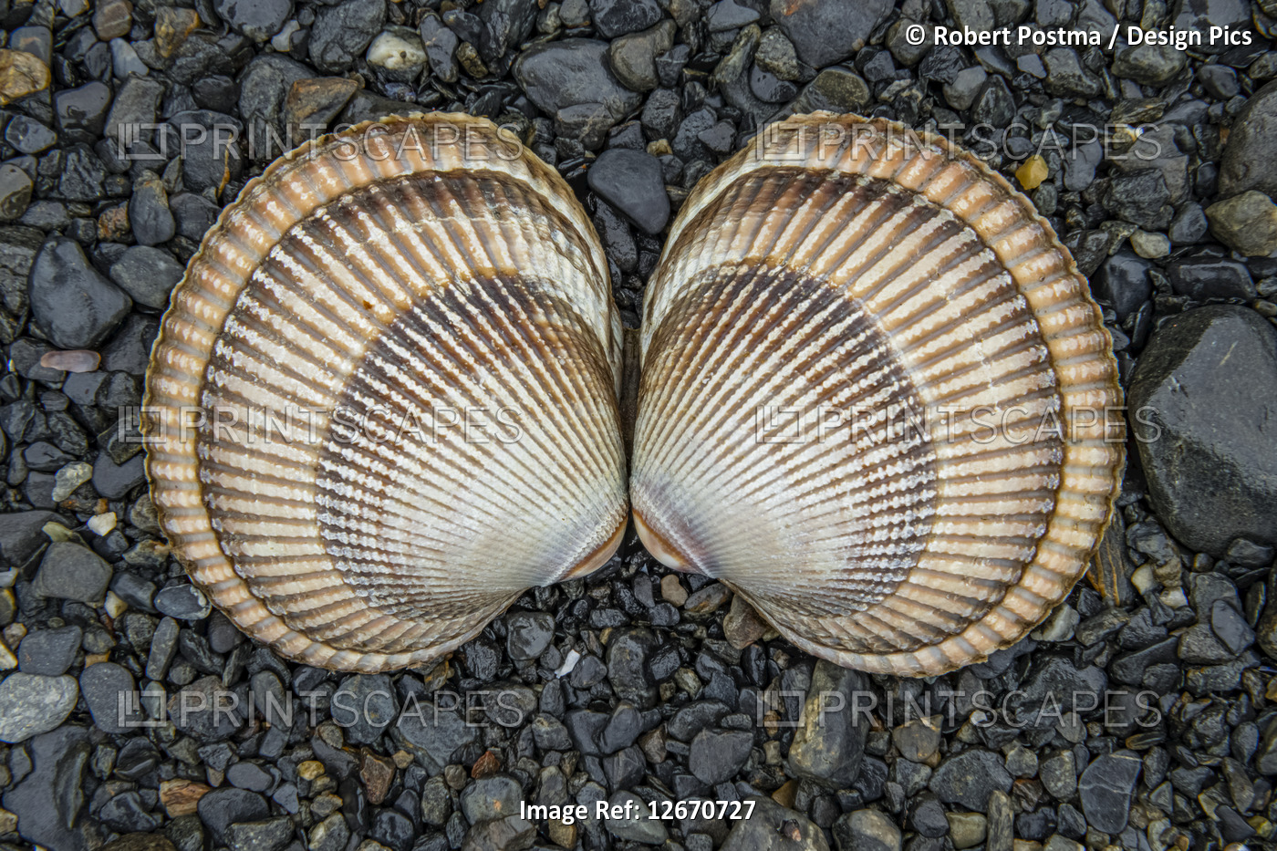 Symmetrical seashells, two identical shells laying on gravel; Alaska, United ...