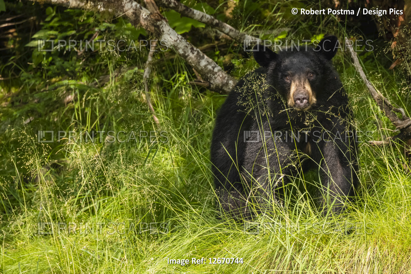 Black Bear (Ursus americanus), Prince William Sound; Alaska, United States of ...