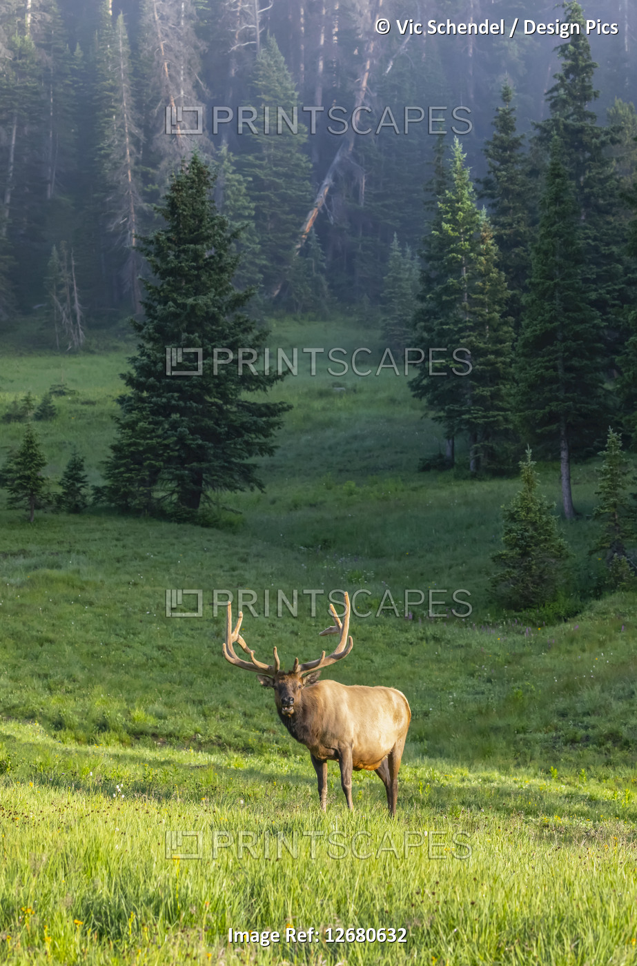 Bull Elk standing in sunlight