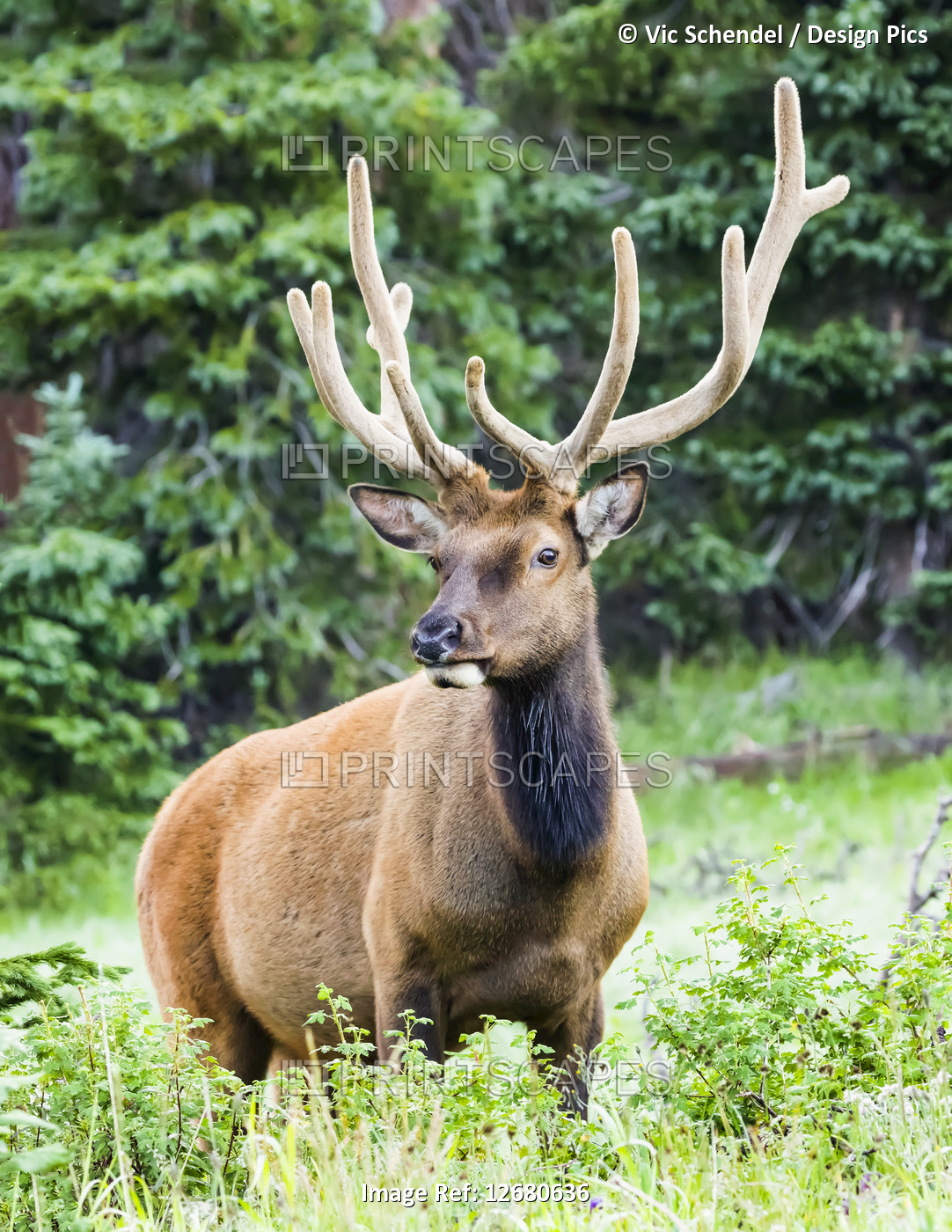 Bull Elk at the edge of a forest