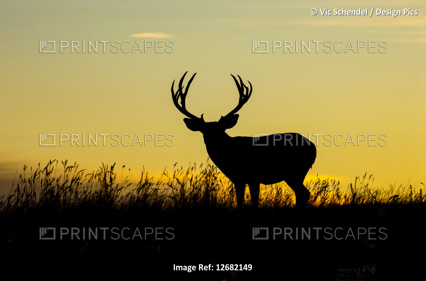 Silhouetted mule deer buck