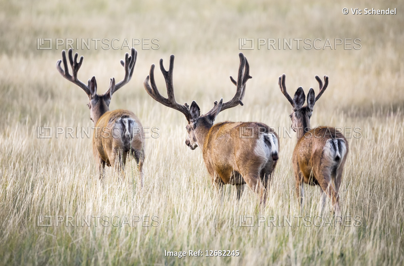 Rear view of three Mule deer bucks