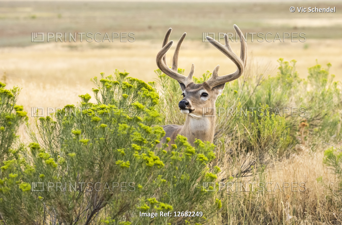 White-tailed deer buck behind a shrub