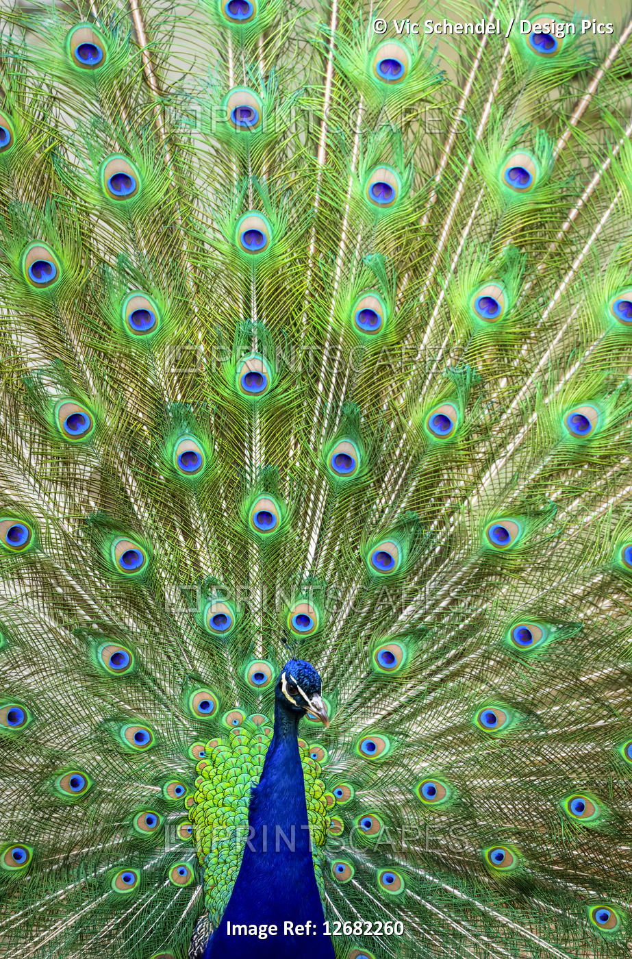 Male peafowl (Peacock)