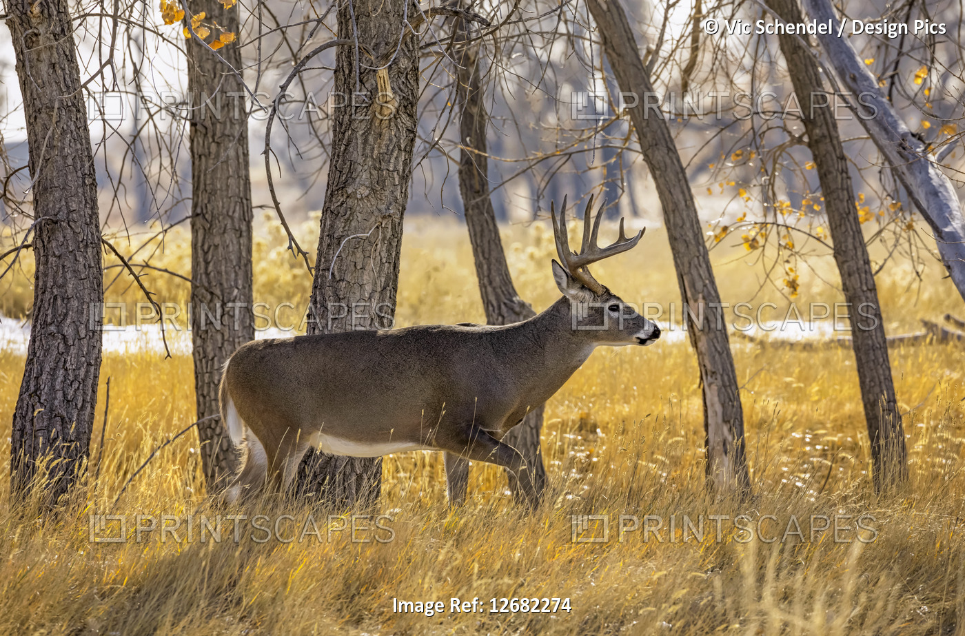 White-tailed deer buck in autumn