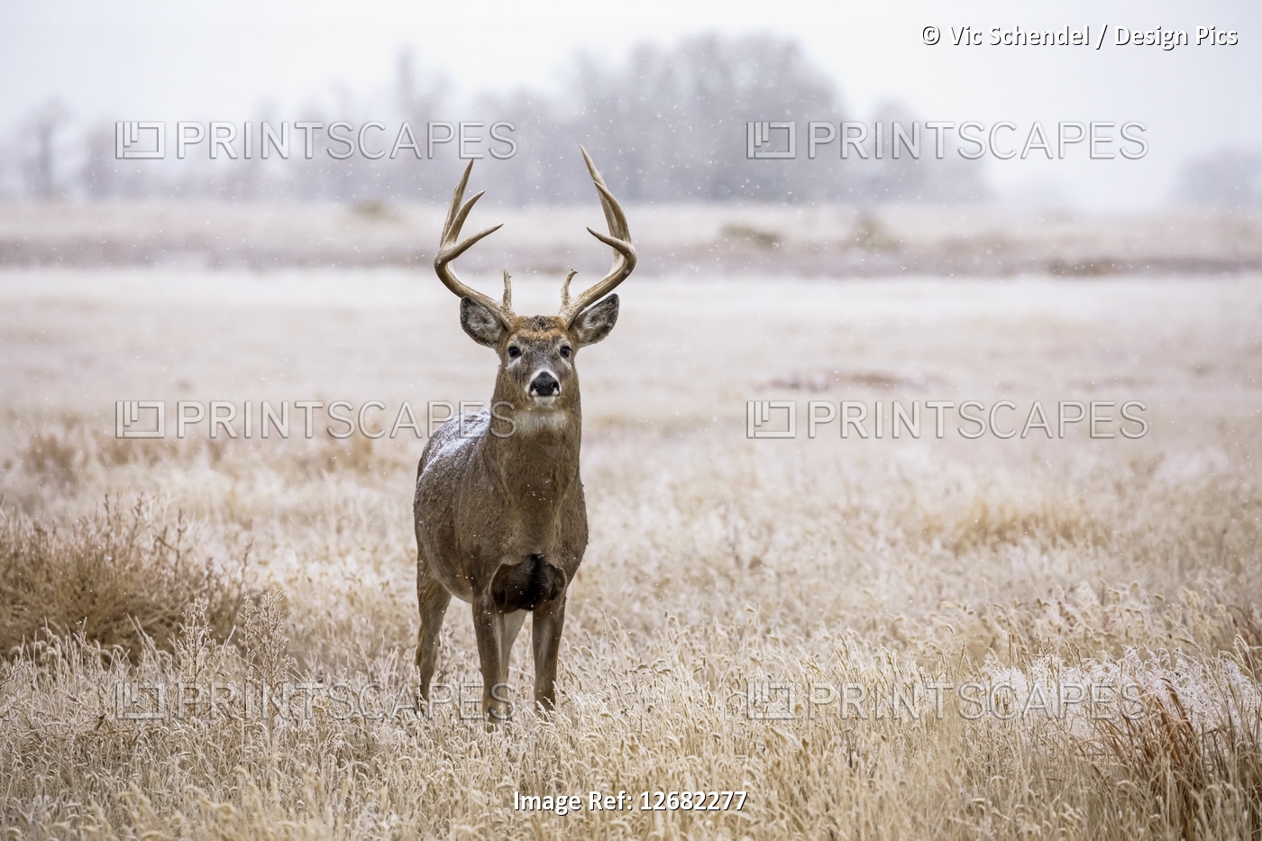 White-tailed deer buck in a snowfall