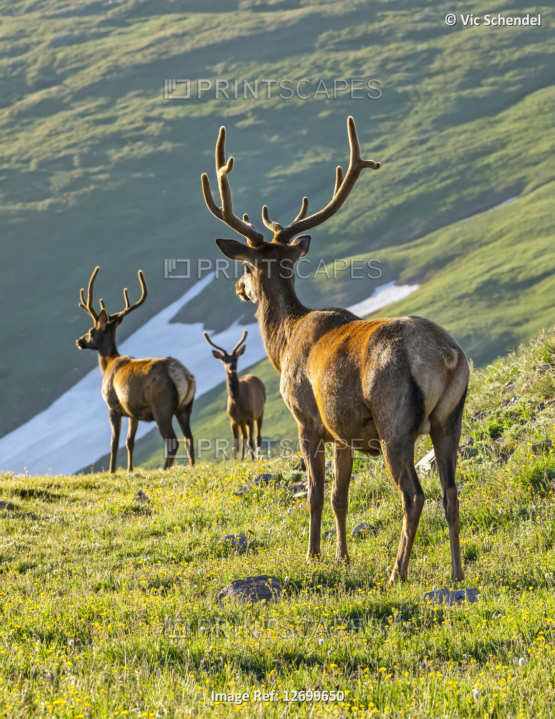 Elk bulls looking down from mountainside