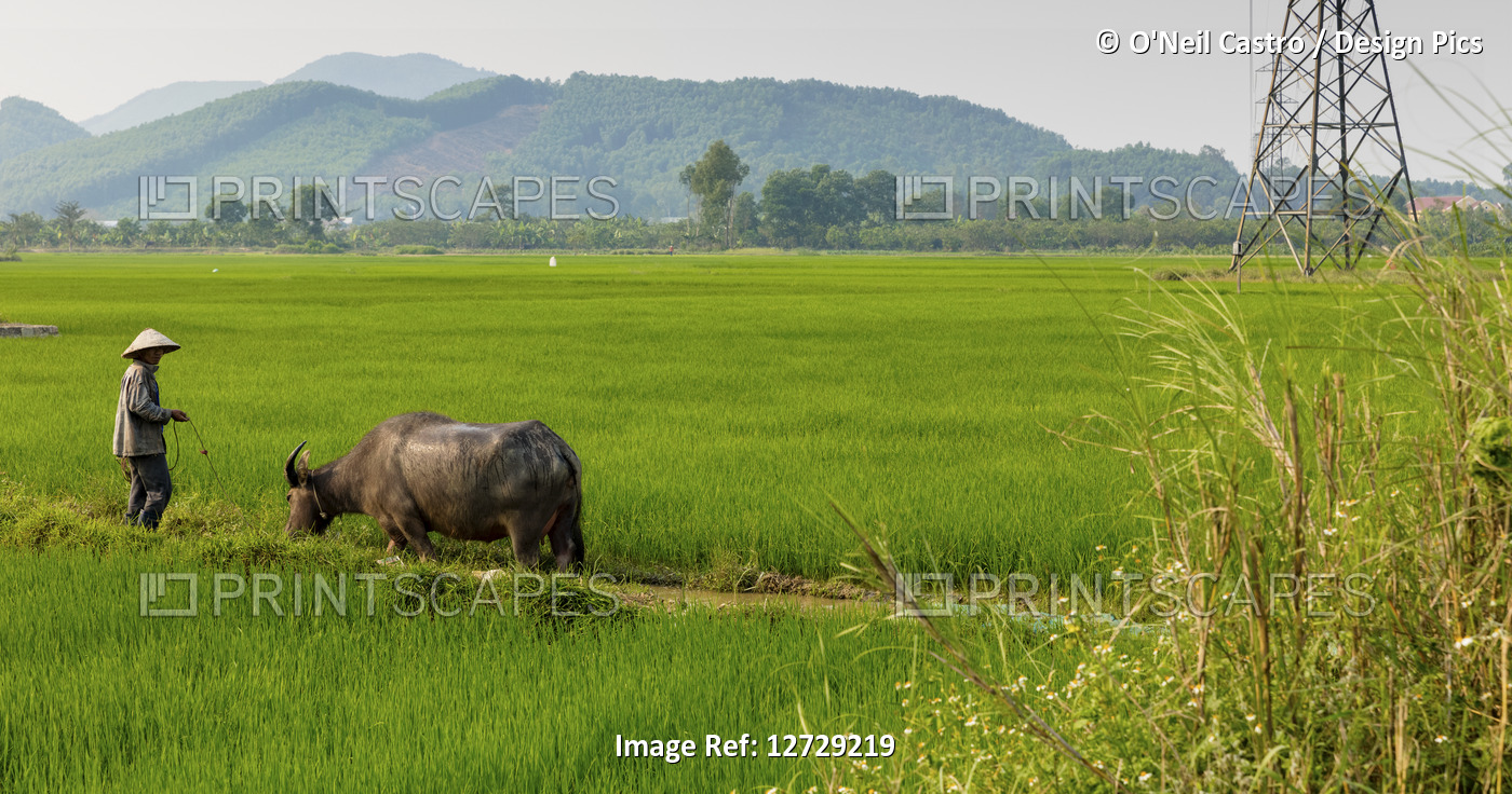 Farm worker leading a Buffalo, near Hue, Southeast Asia; Vietnam