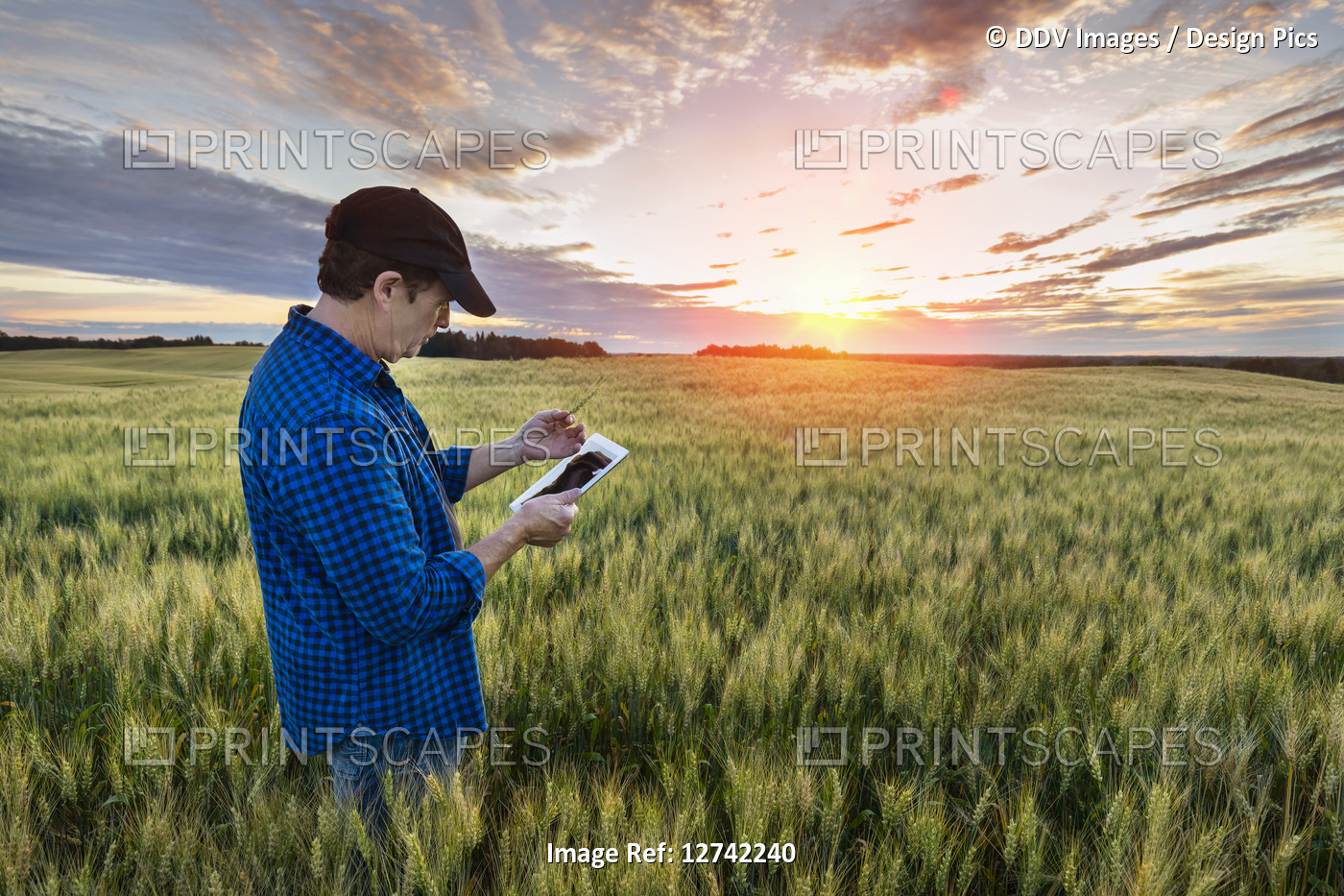 A farmer stands in a field of wheat using a tablet at sunset; Alberta, Canada