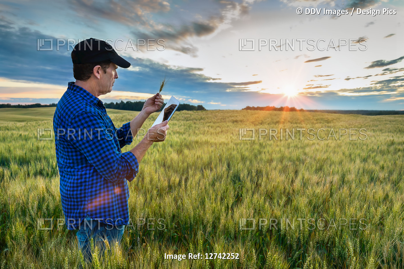 A farmer stands in a field of wheat using a tablet at sunset; Alberta, Canada
