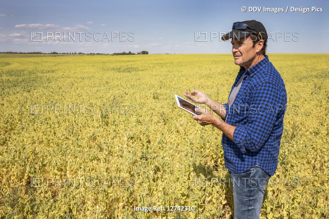 A farmer stands in a farm field using a tablet and holding a handful of peas; ...