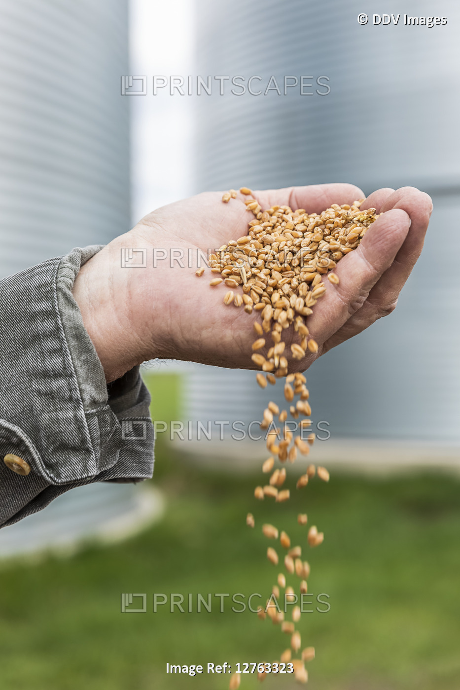 A farmer pouring a handful of harvested wheat; Alberta, Canada