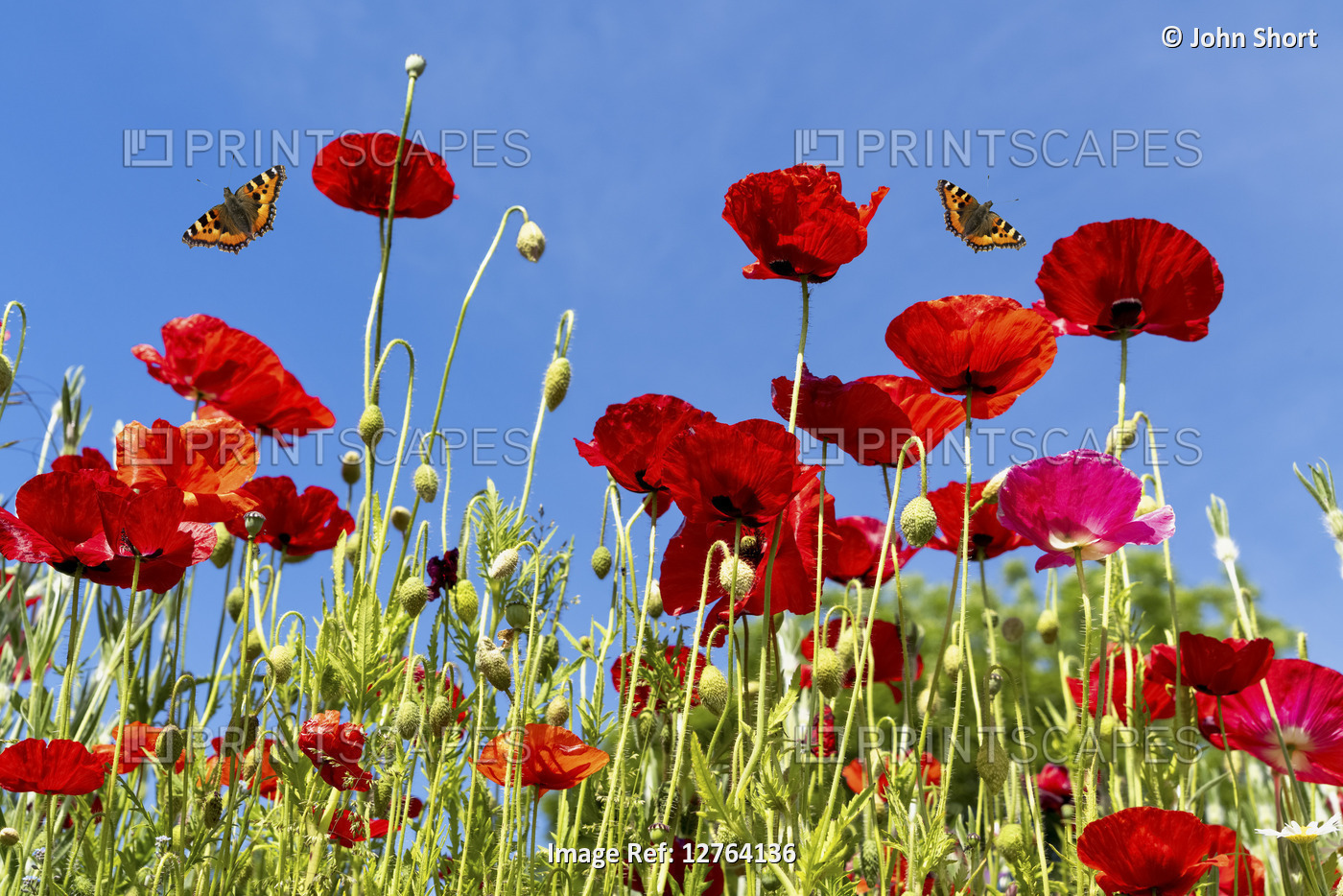 Butterflies flying over red poppies; Whitburn, Tyne and Wear, England