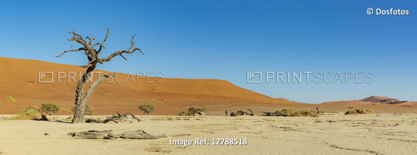 Deadvlei, a white clay pan surrounded by the highest sand dunes in the world, ...