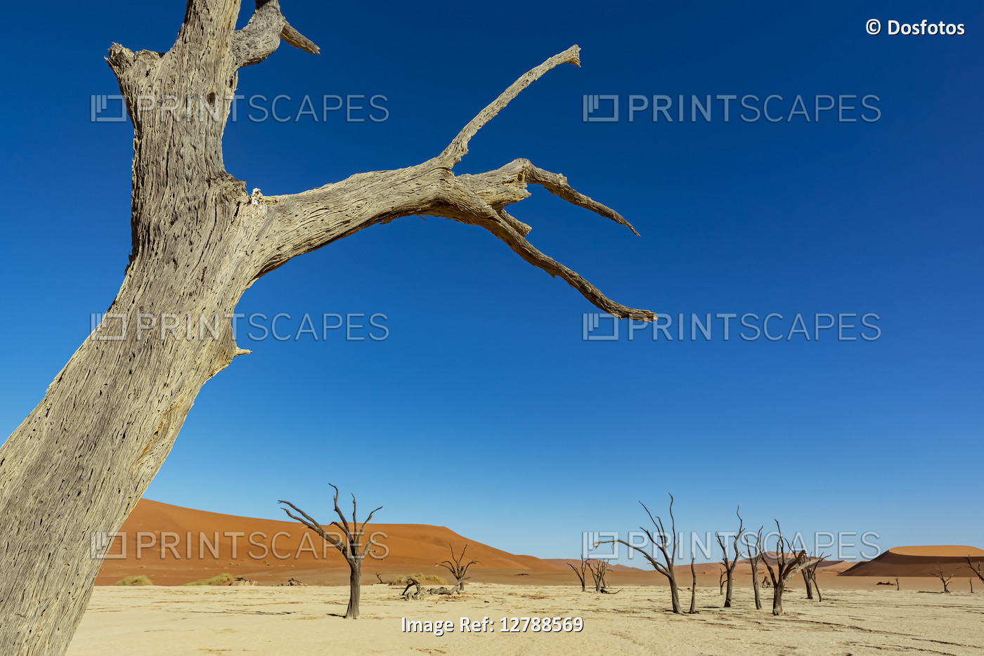 Deadvlei, a white clay pan surrounded by the highest sand dunes in the world, ...