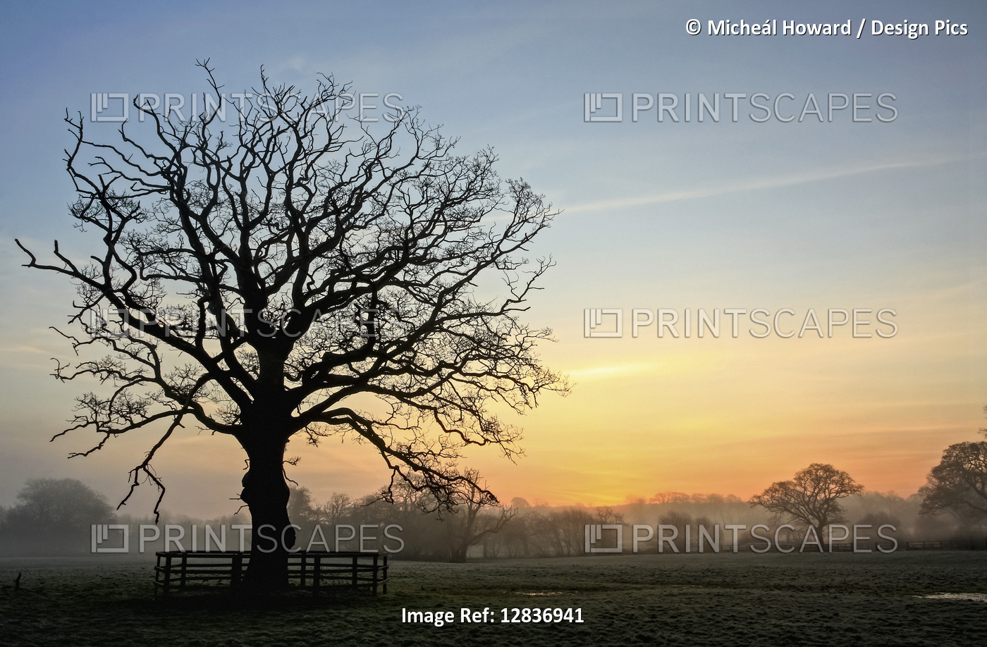 Silhouette of a big leafless tree in a foggy field in winter at dawn; ...