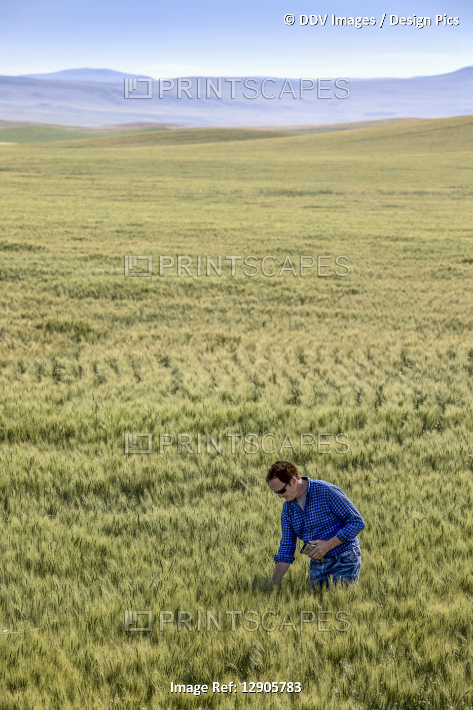 Farmer standing in a wheat field holding a phone and inspecting the yield; ...