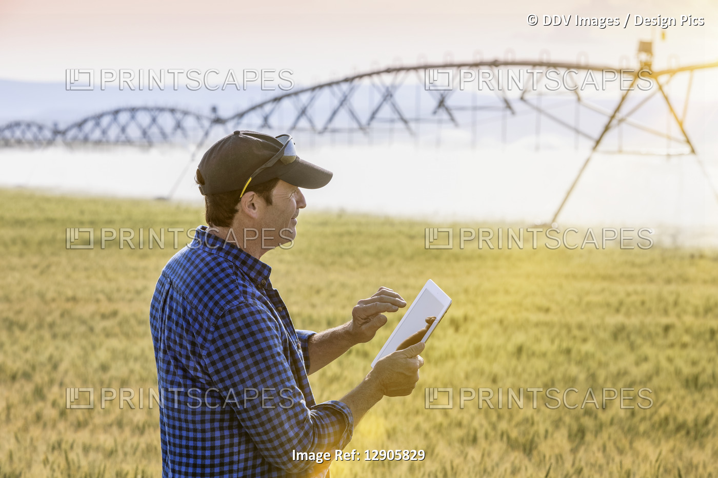 Farmer standing in a wheat field using a tablet and inspecting the yield with ...