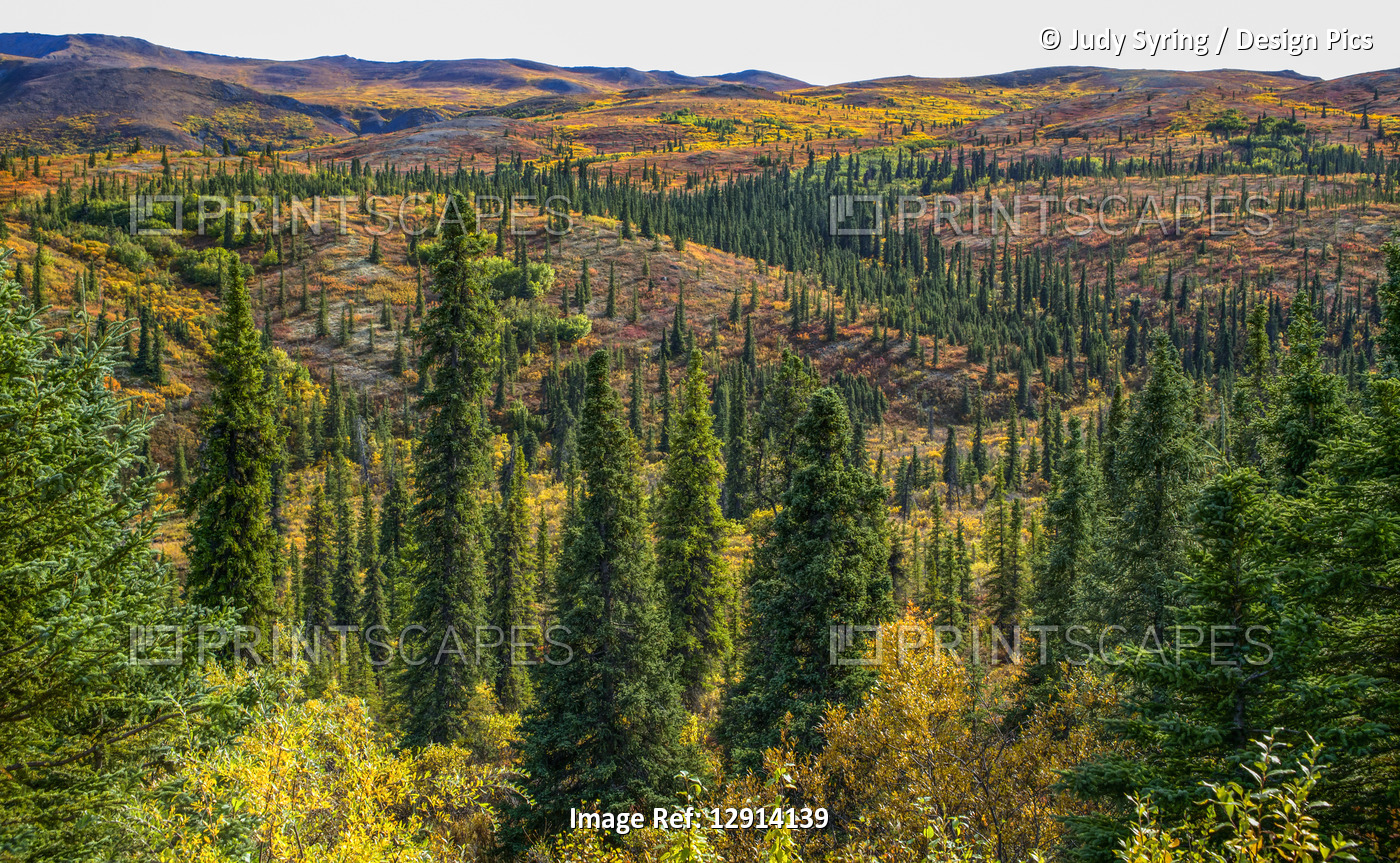 Rolling hillsides of autumn tundra where moose can be found roaming, Denali ...