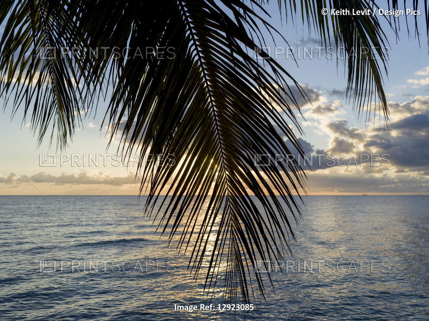 Palm fronds on a beach with glowing clouds at sunset, Placencia Peninsula; ...