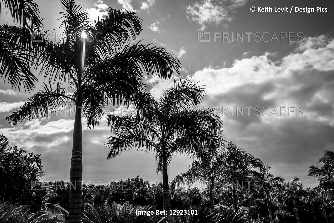 Black and white of palm trees and glowing clouds, Placencia Peninsula; Belize