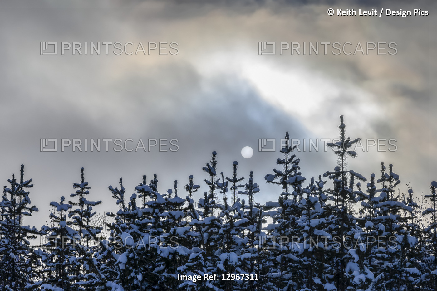 Snow covers the tops of coniferous trees and the clouds obscure the full moon; ...