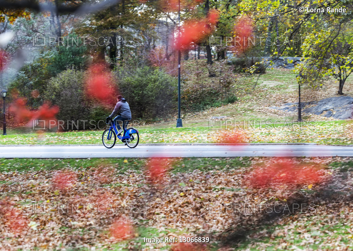 A man rides his bike on a road in Central Park, with red leaves blurred in the ...