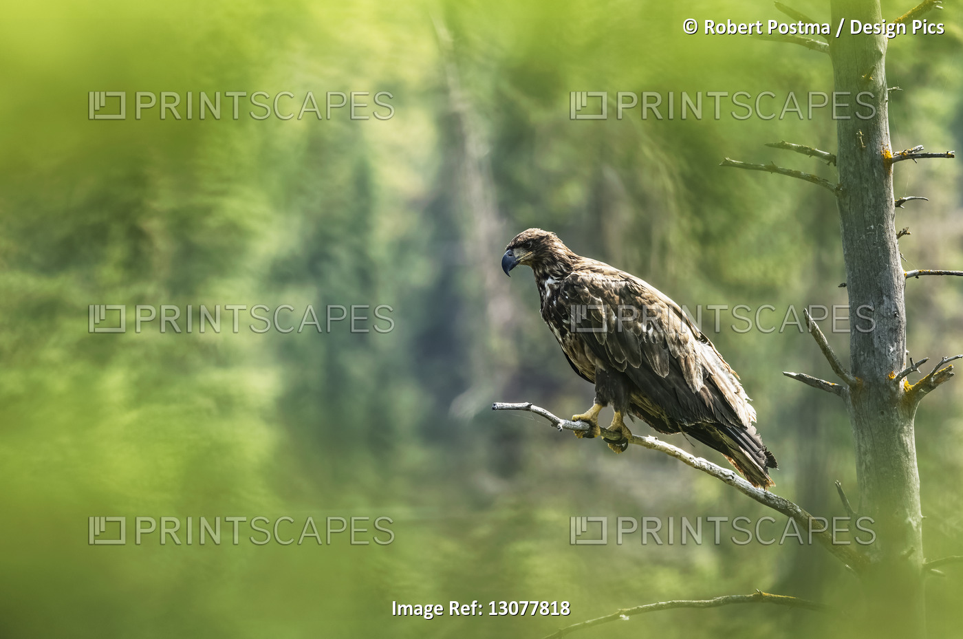 Immature Bald Eagle (Haliaeetus leucocephalus) perched on a tree branch framed ...