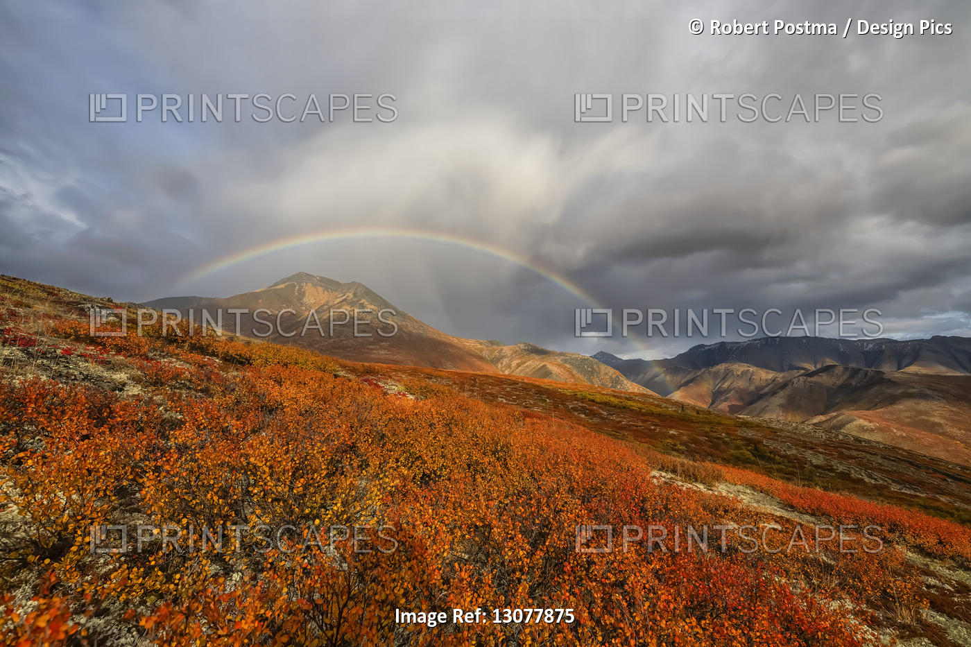 Vibrant fall colours ignite the landscape of the Dempster Highway and a rainbow ...