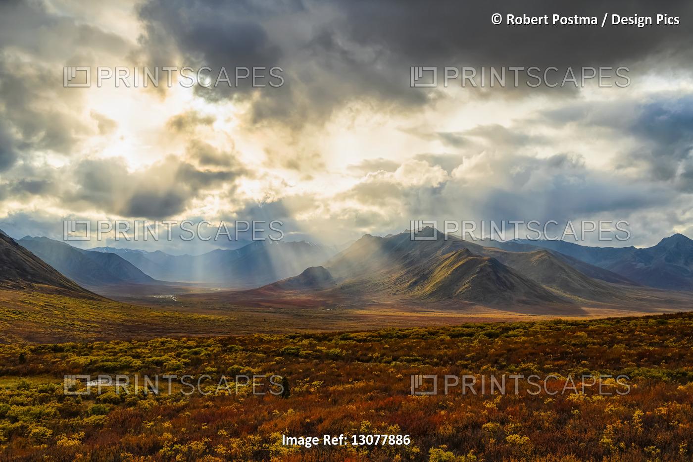 Fall colours ignite the landscape of the Dempster Highway with vibrant colours; ...