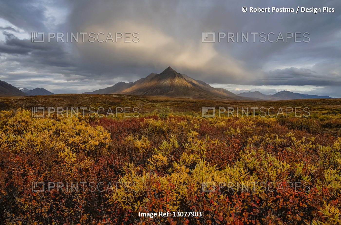 Fall colours ignite the landscape of the Dempster Highway with vibrant colours; ...