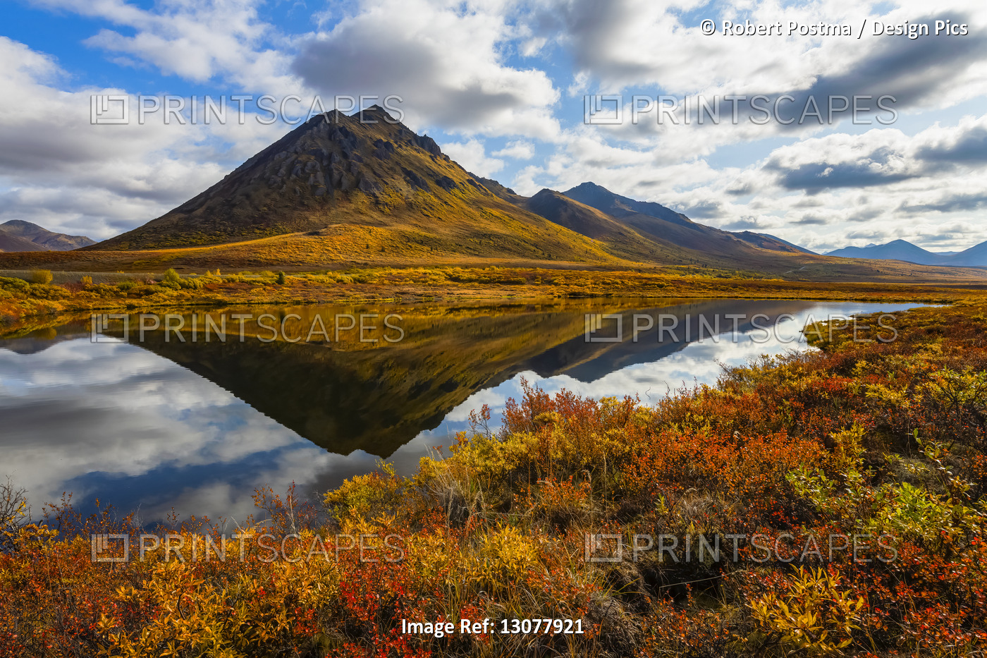 Fall colours ignite the landscape of the Dempster Highway with vibrant colours ...