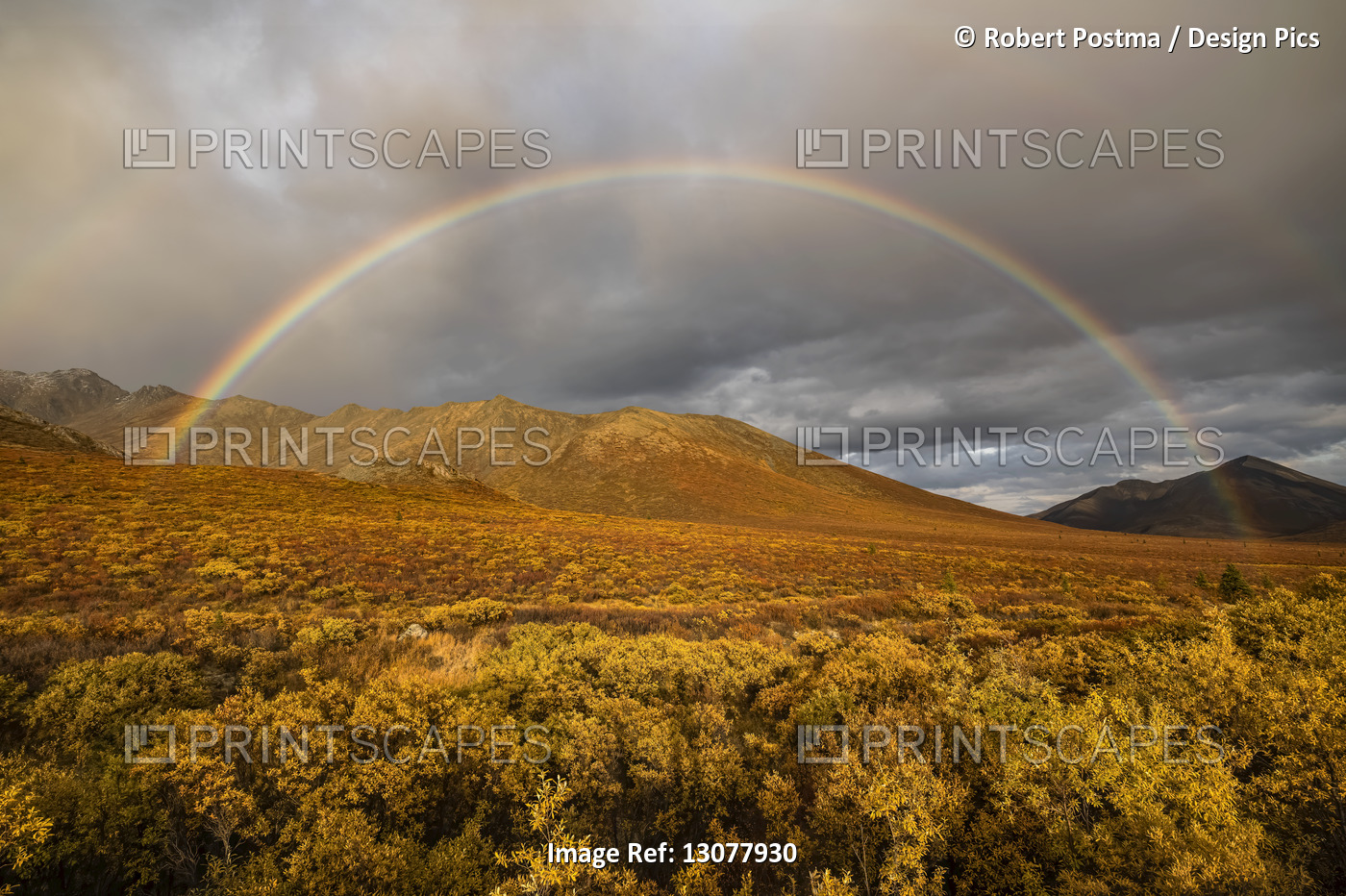 Vibrant fall colours ignite the landscape of the Dempster Highway and a rainbow ...