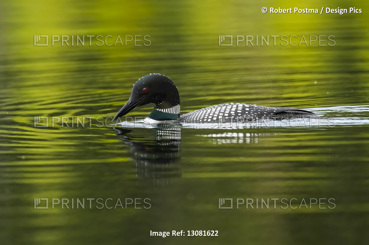 Common Loon (Gavia immer) in breeding plumage on the water; Whitehorse, Yukon, ...