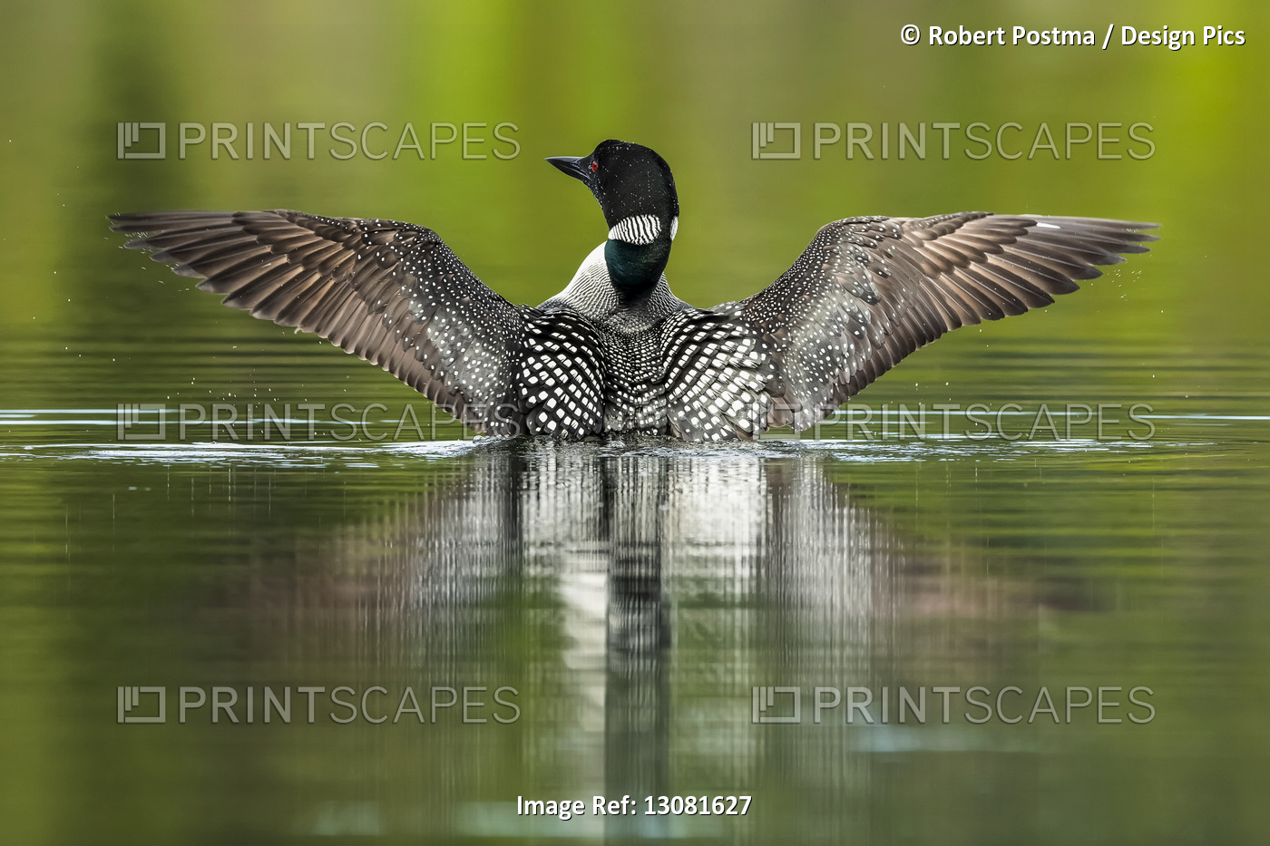 Common Loon (Gavia immer) in breeding plumage on the water; Whitehorse, Yukon, ...