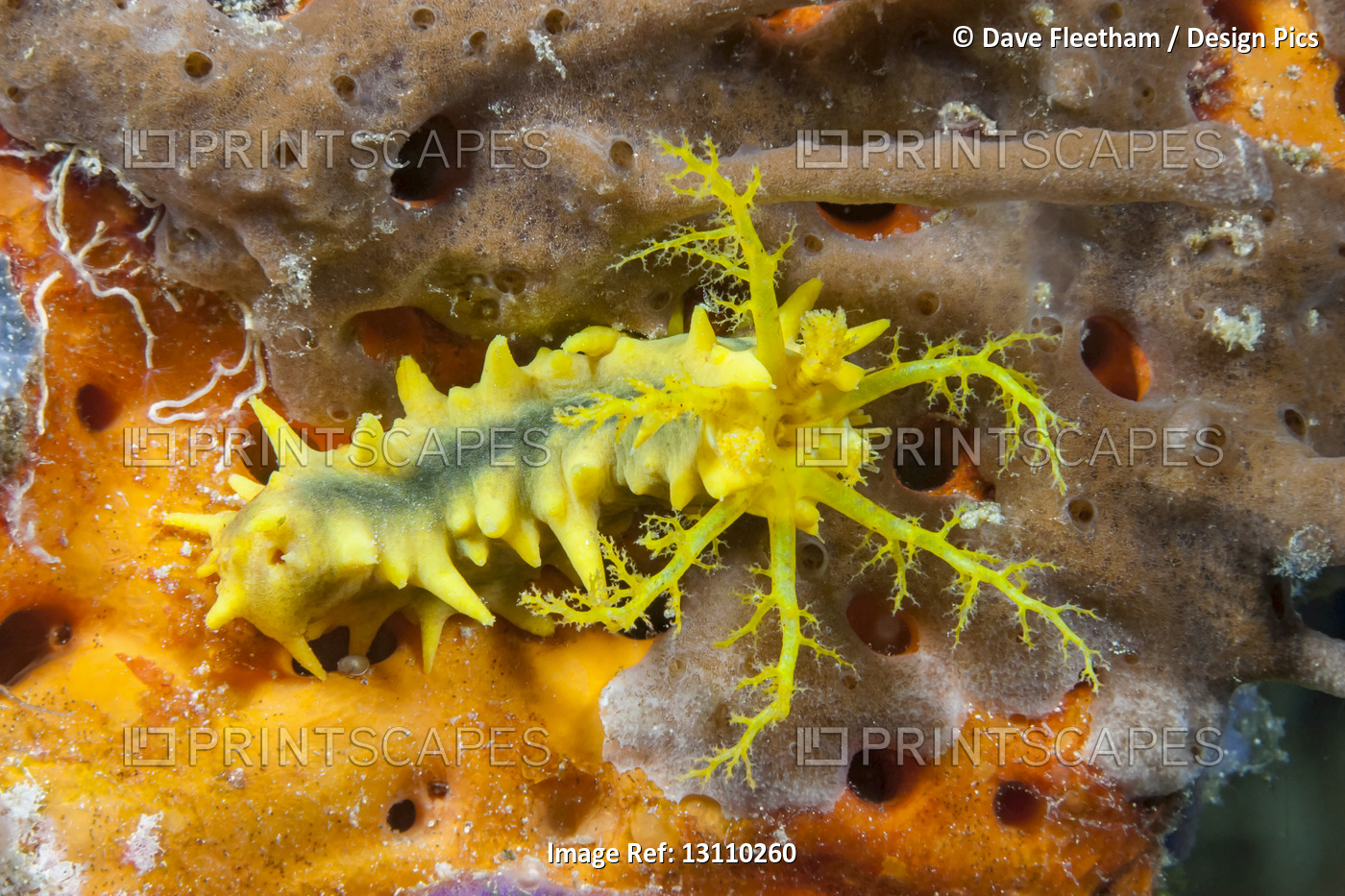 Yellow Sea Cucumber (Colochirus robustus) with feeding tentacles extended; ...